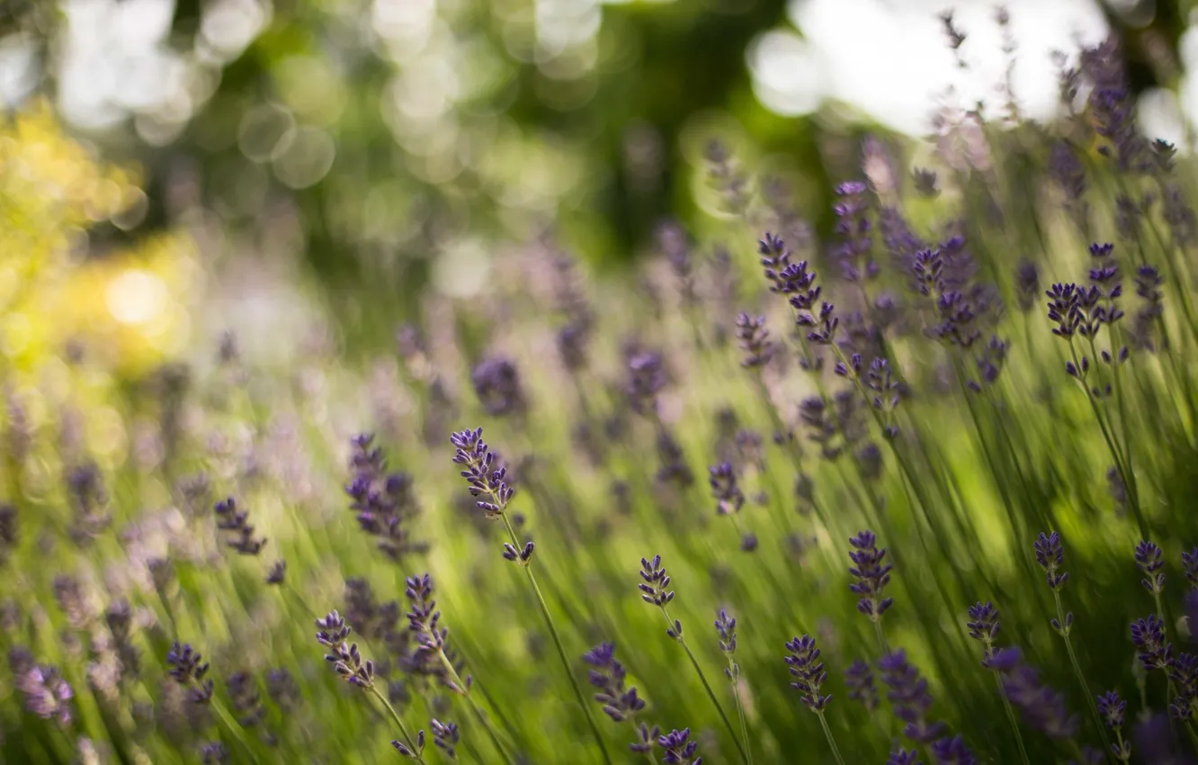 Photo wallpaper forest, stems, bokeh, lavender