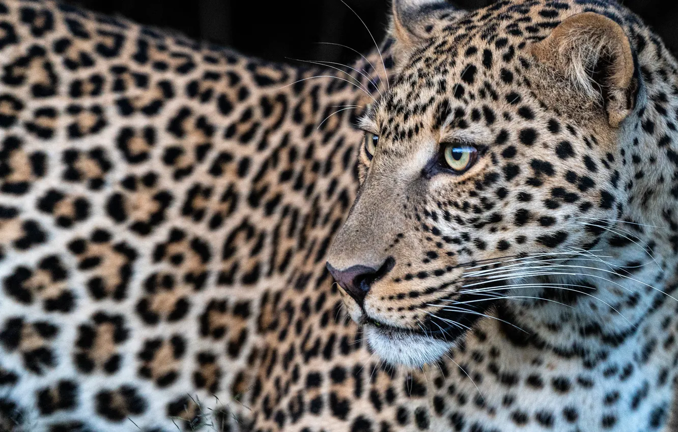 Photo wallpaper face, leopard, wild cat