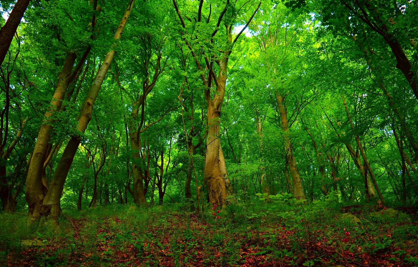 Photo wallpaper Trees, Forest, Summer, Summer, Forest, Trees