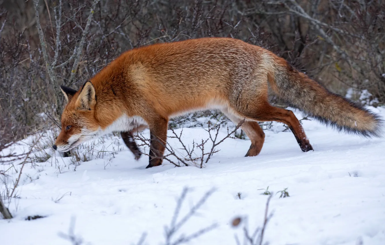 Photo wallpaper winter, forest, snow, nature, Fox, red, Fox