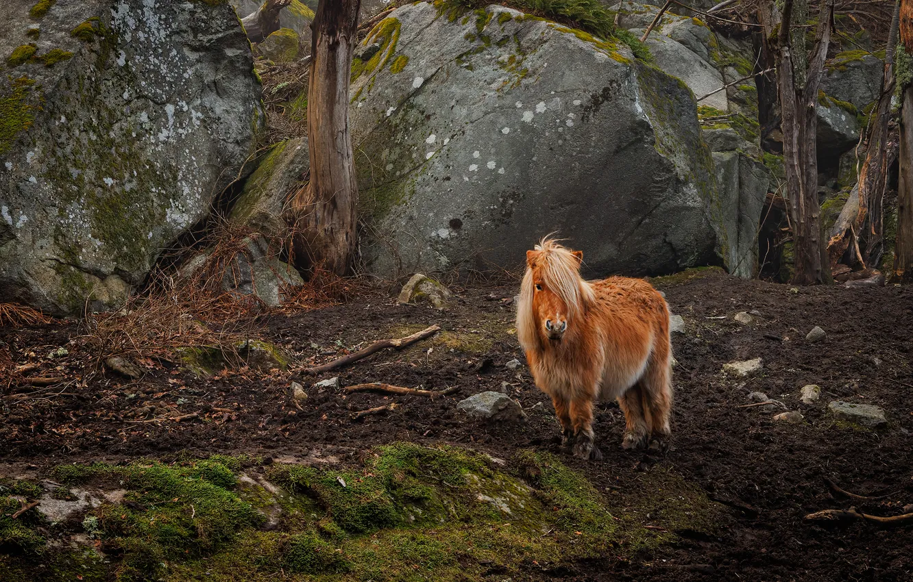 Photo wallpaper forest, rocks, horse, horse, moss, pony