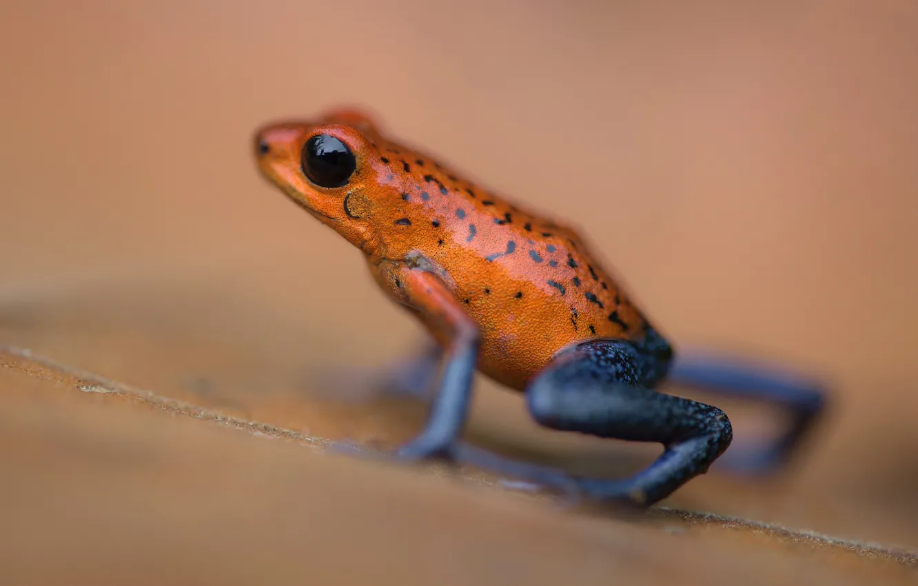 Photo wallpaper frog, Costa Rica, a small dendrobates