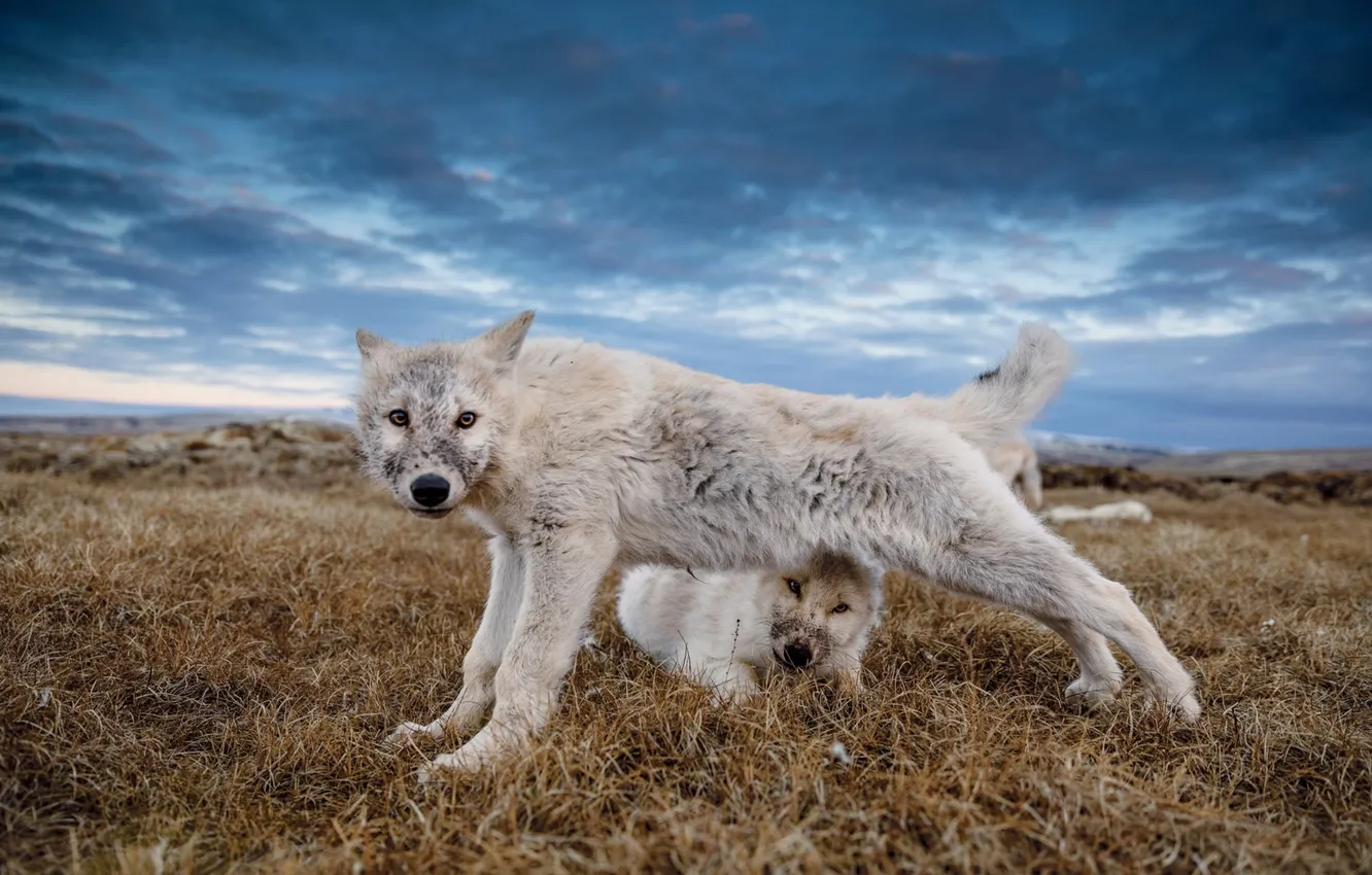 Photo wallpaper nature, Gray Wolf, face, animal, wolf, canis lupus, wildlife, head