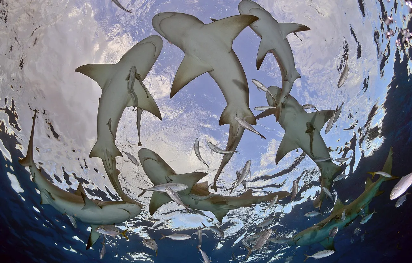 Photo wallpaper fish, the ocean, sharks, bottom view, circling