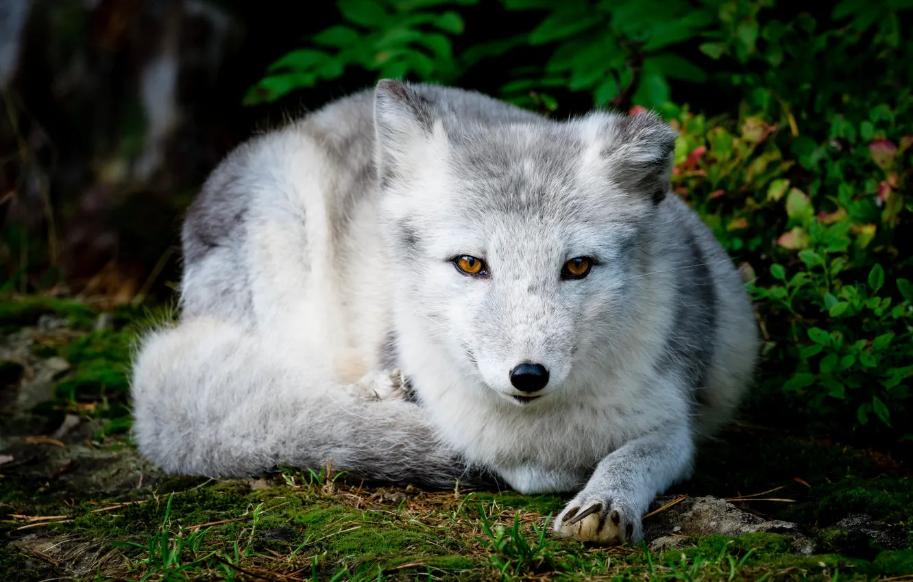 Photo wallpaper grass, look, face, nature, grey, lies, the bushes, Fox