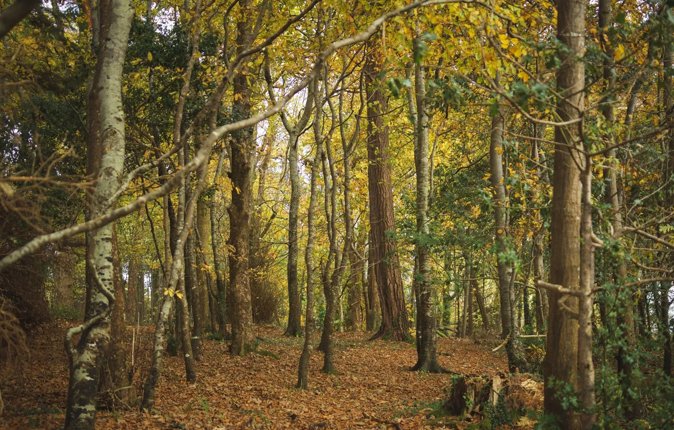 Photo wallpaper autumn, trees, nature, trunk