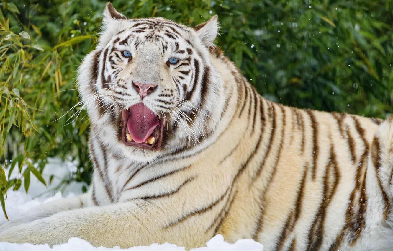 Photo wallpaper winter, greens, language, white, face, snow, tiger, foliage