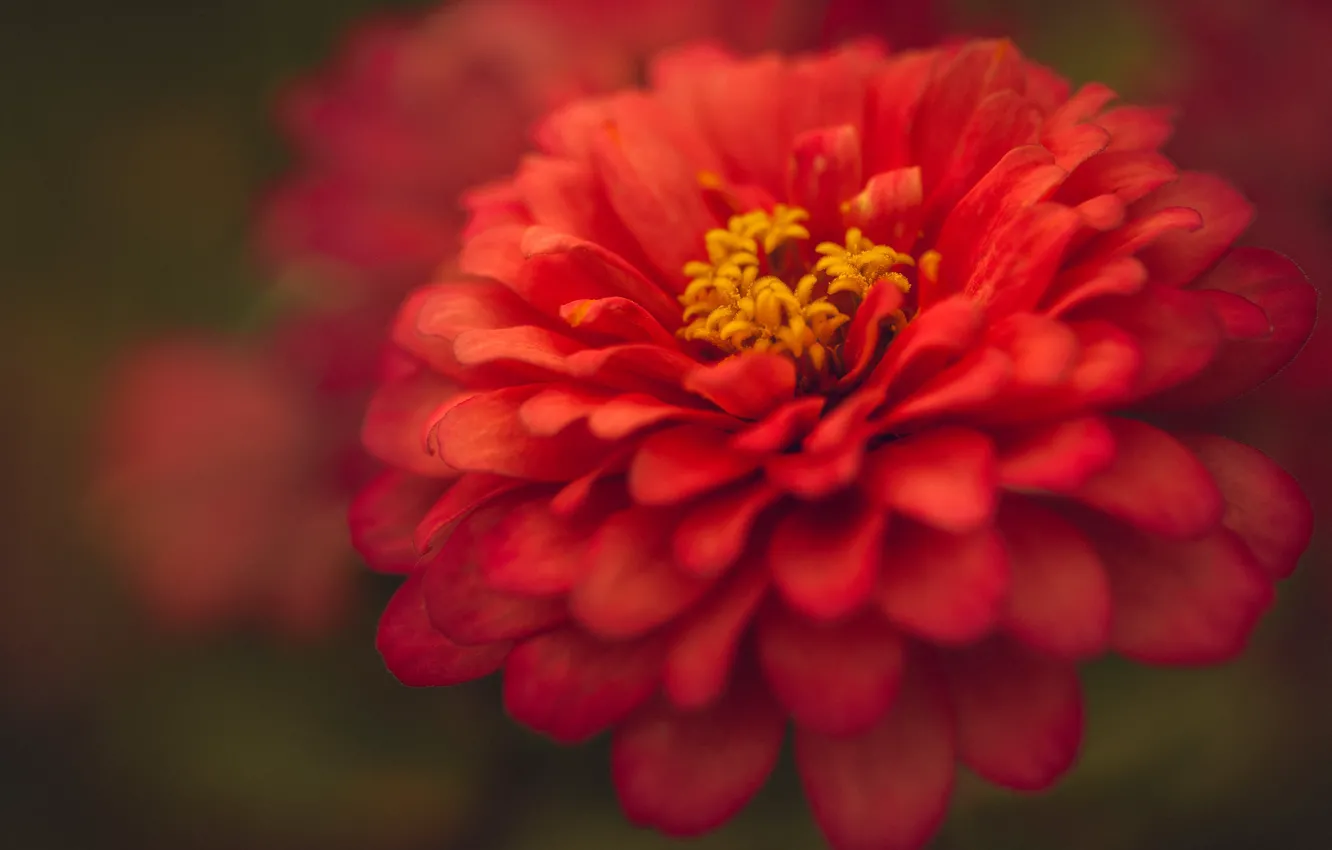 Photo wallpaper macro, petals, bokeh, zinnia