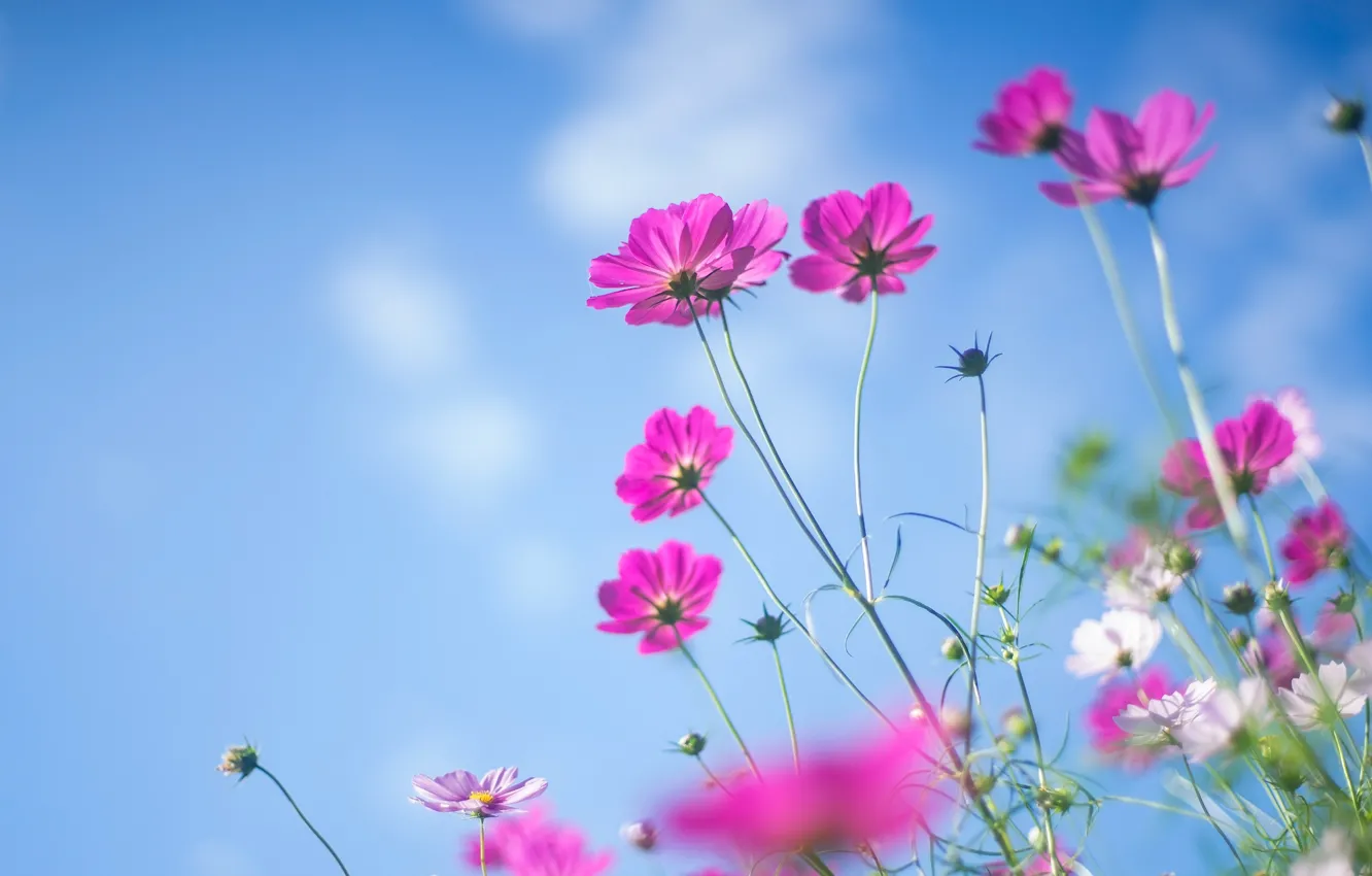 Photo wallpaper summer, the sky, flowers, blue, pink, cosmos