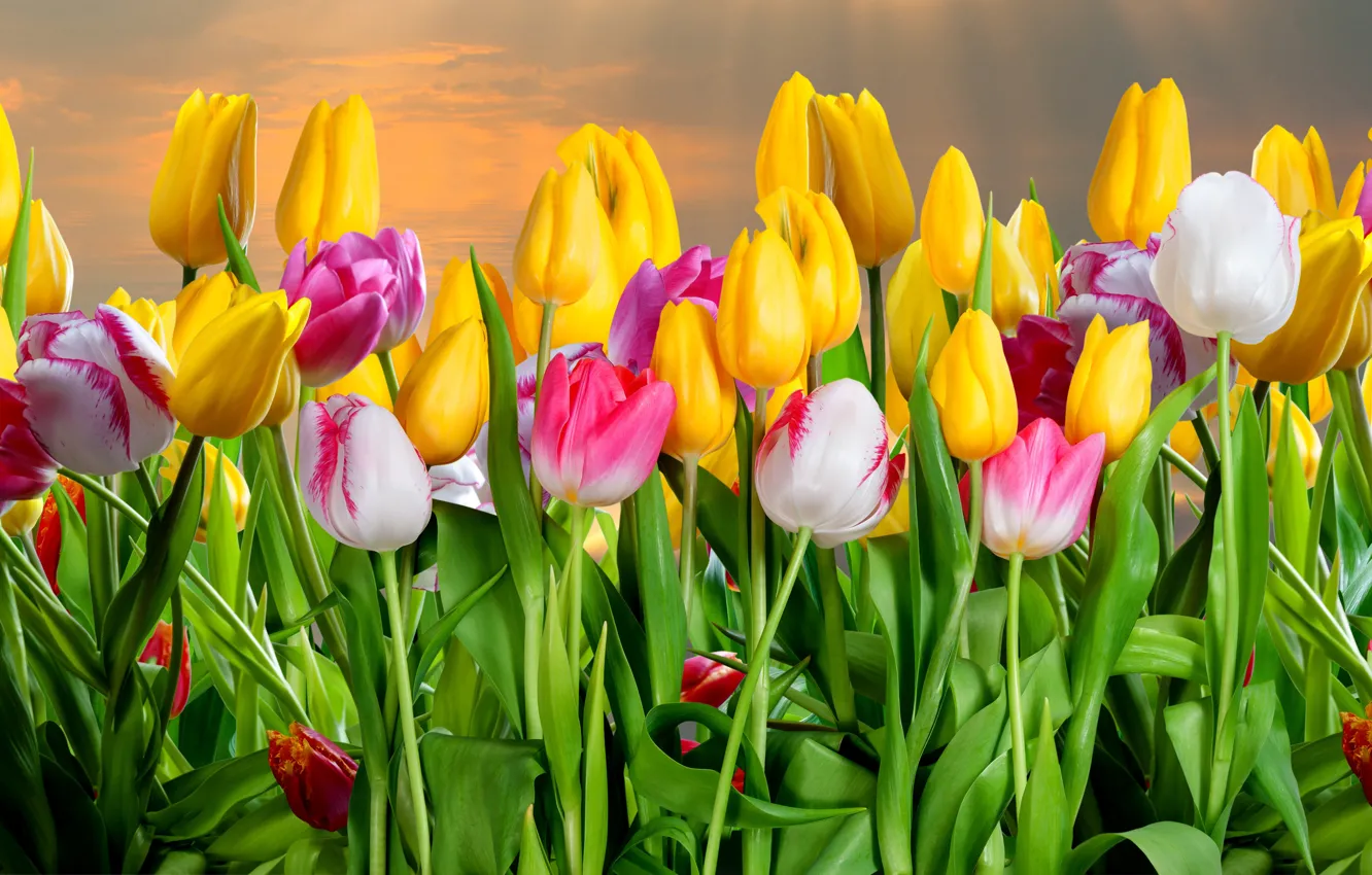 Photo wallpaper flowers, tulips, buds, flowering