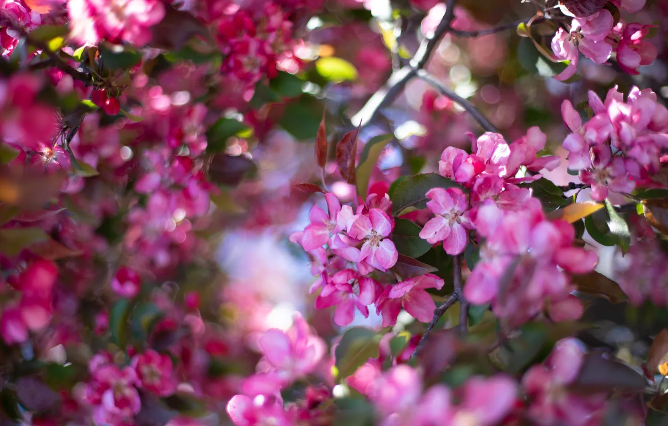 Photo wallpaper leaves, light, flowers, branches, spring, pink, Apple, flowering