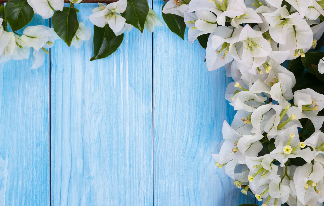 Photo wallpaper flowers, spring, white, white, flowering, wood, blossom, flowers