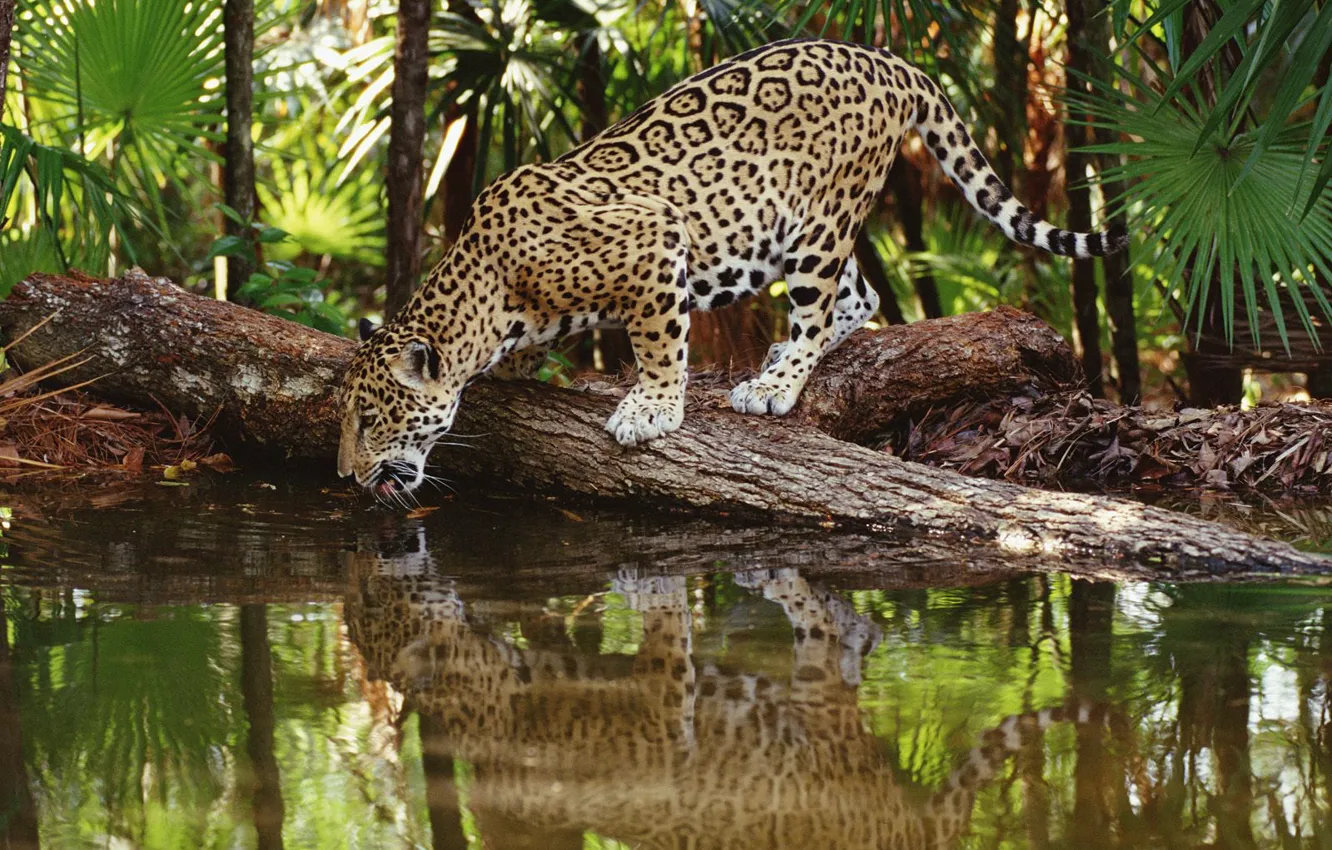Photo wallpaper reflection, Jaguar, drink