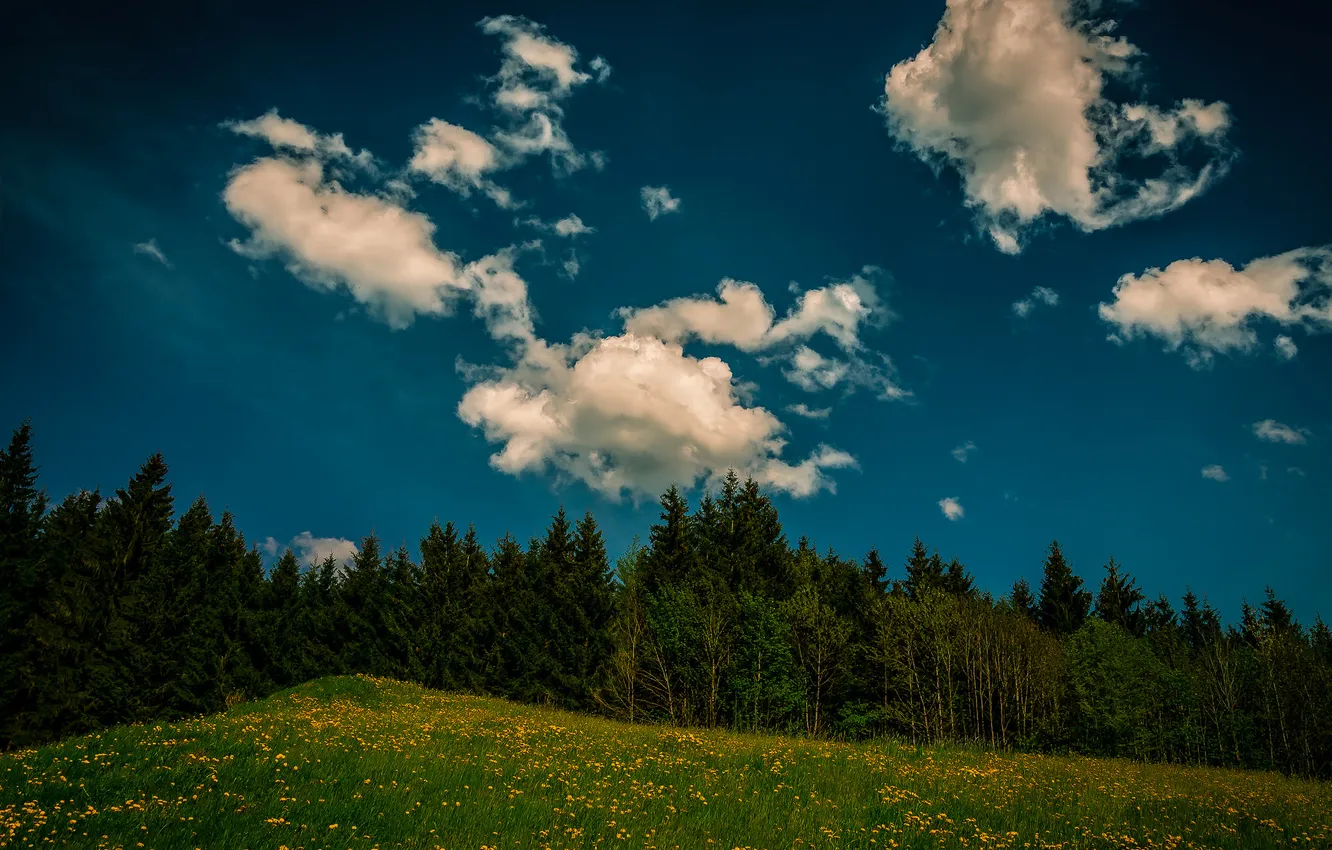 Photo wallpaper forest, the sky, grass, clouds, trees, flowers