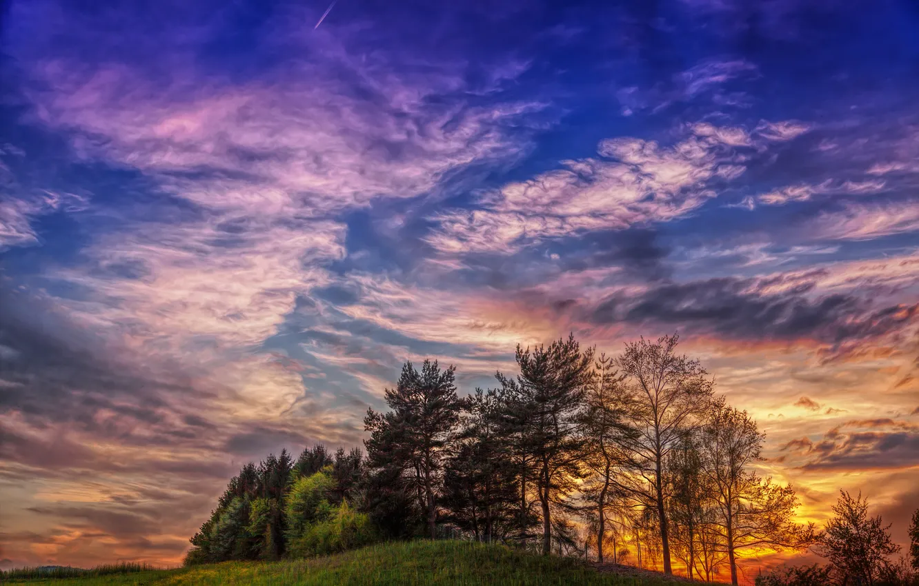 Photo wallpaper grass, trees, dawn, hills