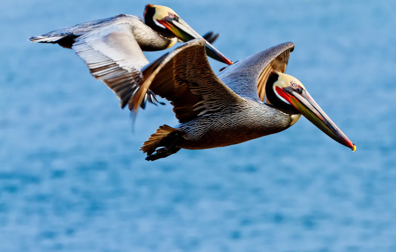 Photo wallpaper flight, bird, wings, beak, Pelican