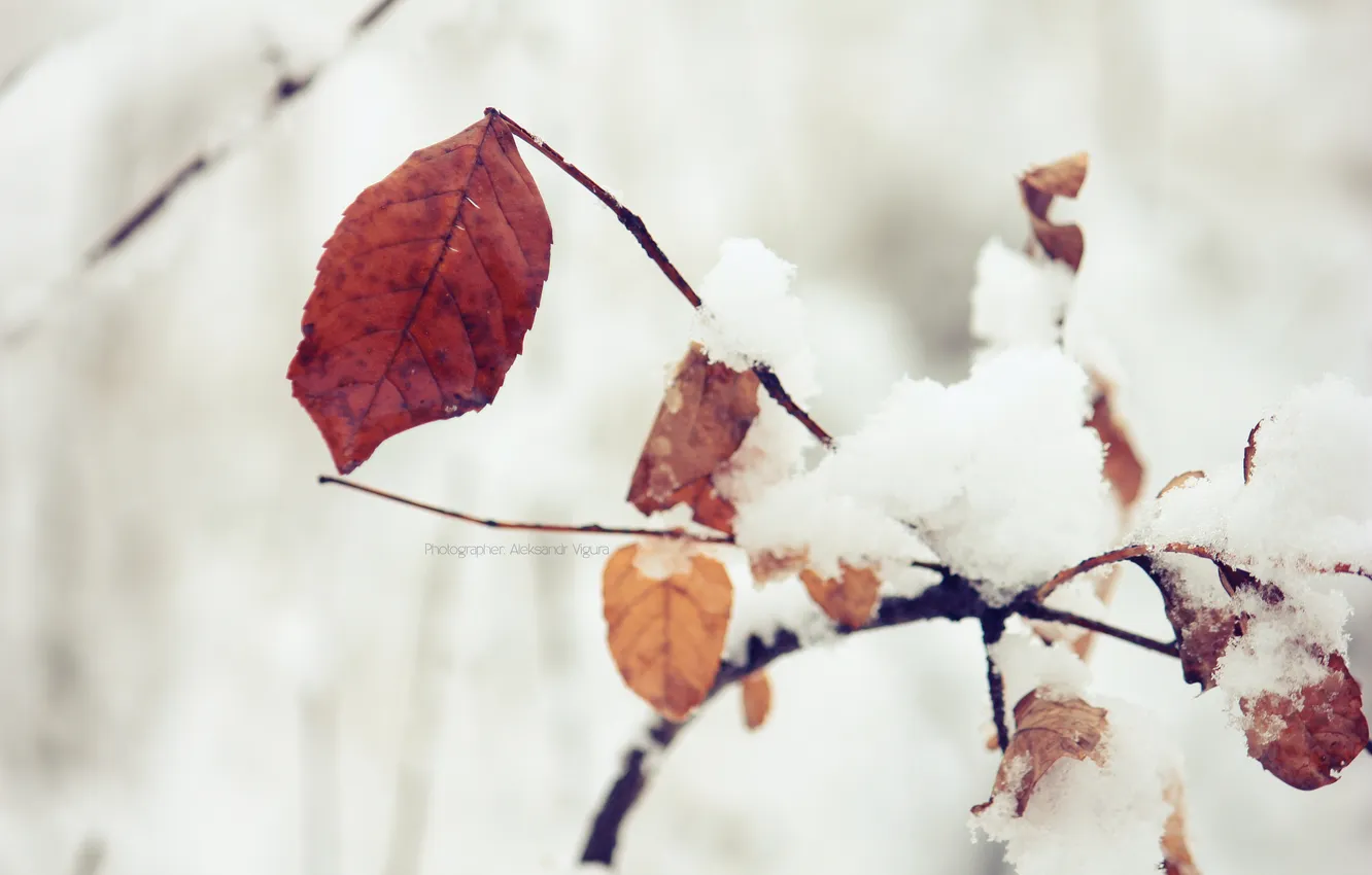Photo wallpaper winter, leaves, macro, nature, autumn leaves