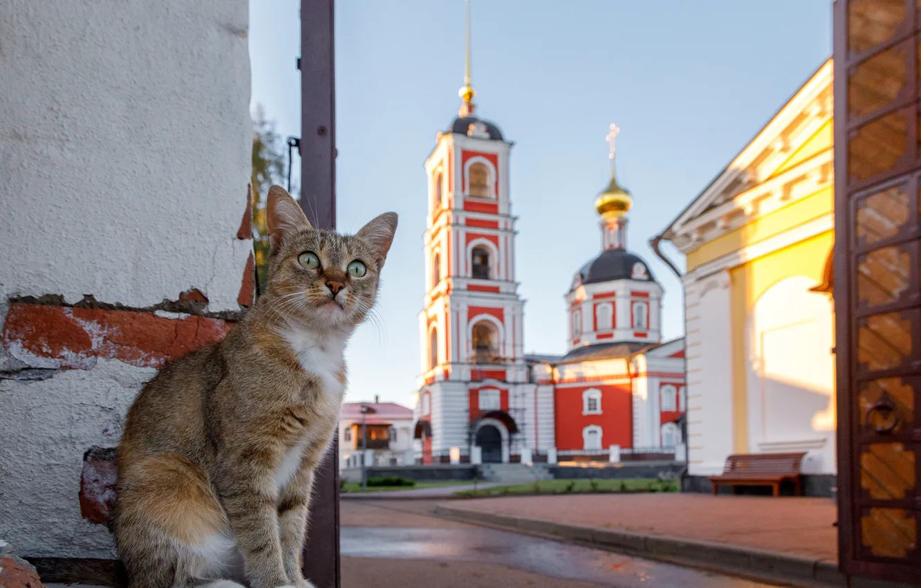 Photo wallpaper cat, cat, Church, cat, Ilya Garbuzov