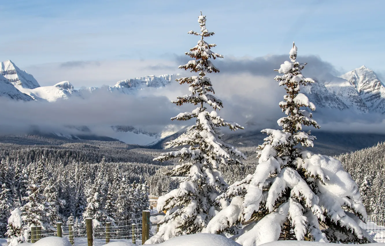 Photo wallpaper winter, forest, the sky, the sun, clouds, snow, trees, mountains