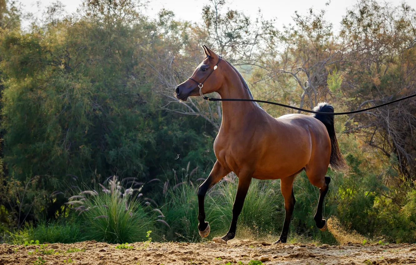 Photo wallpaper horse, horse, grace, posing, Arab