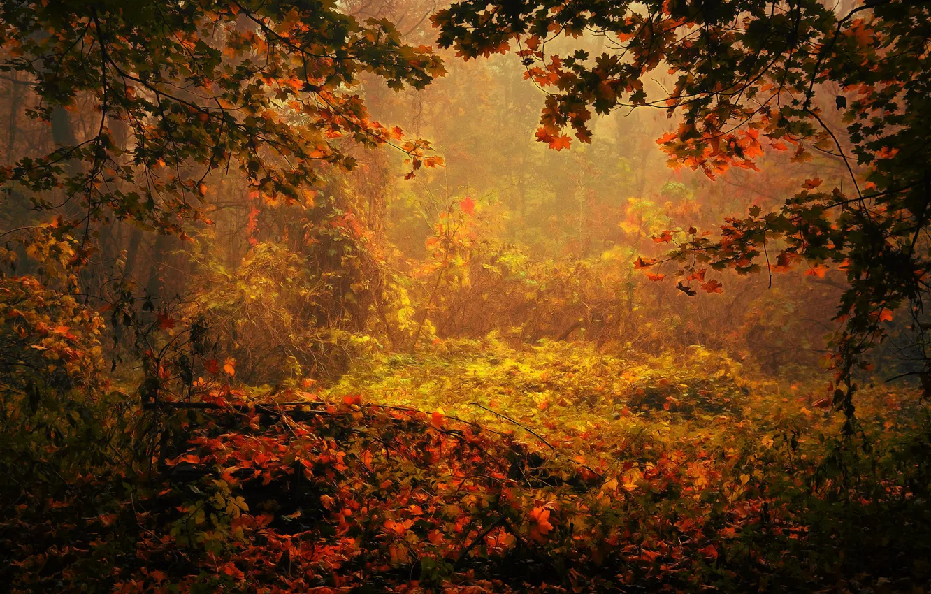 Photo wallpaper autumn, forest, digital painting