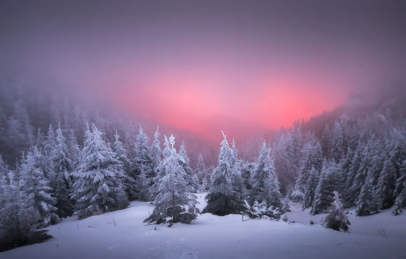 Photo wallpaper winter, forest, snow, fog, dawn, morning, ate