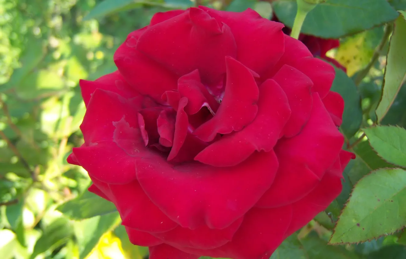 Photo wallpaper flower, rose, red rose, Meduzanol ©