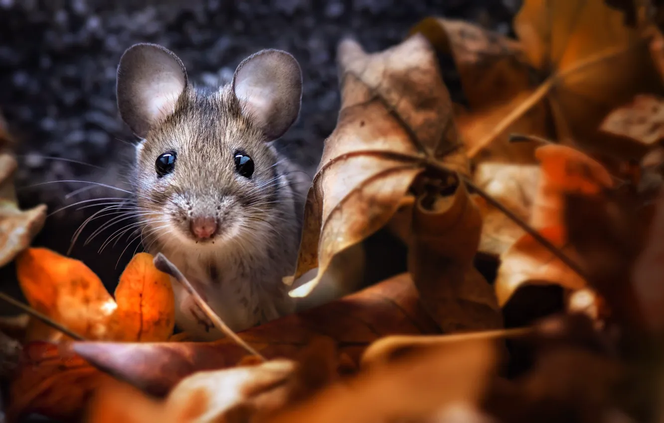 Photo wallpaper autumn, foliage, mouse