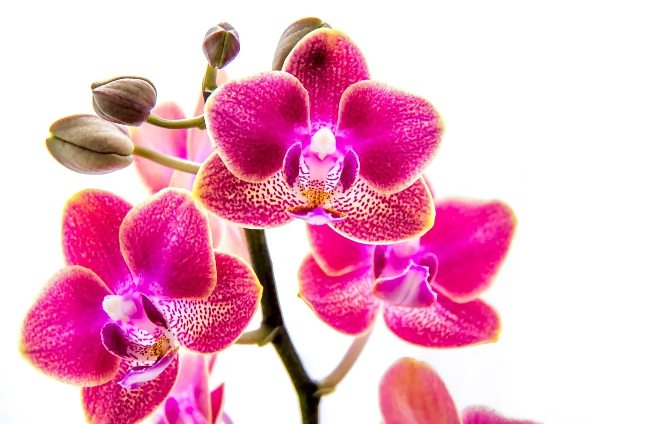 Photo wallpaper white background, orchids, buds, pink Orchid
