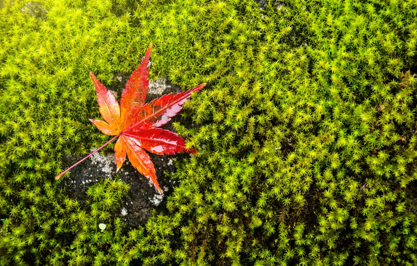 Photo wallpaper autumn, grass, sheet, green, background, moss, maple, autumn