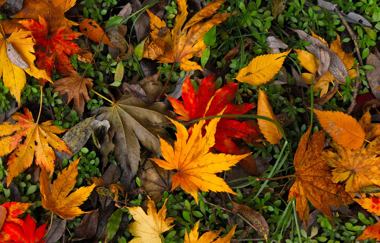 Photo wallpaper autumn, glade, foliage, bright, colorful, a lot, maple, autumn leaves