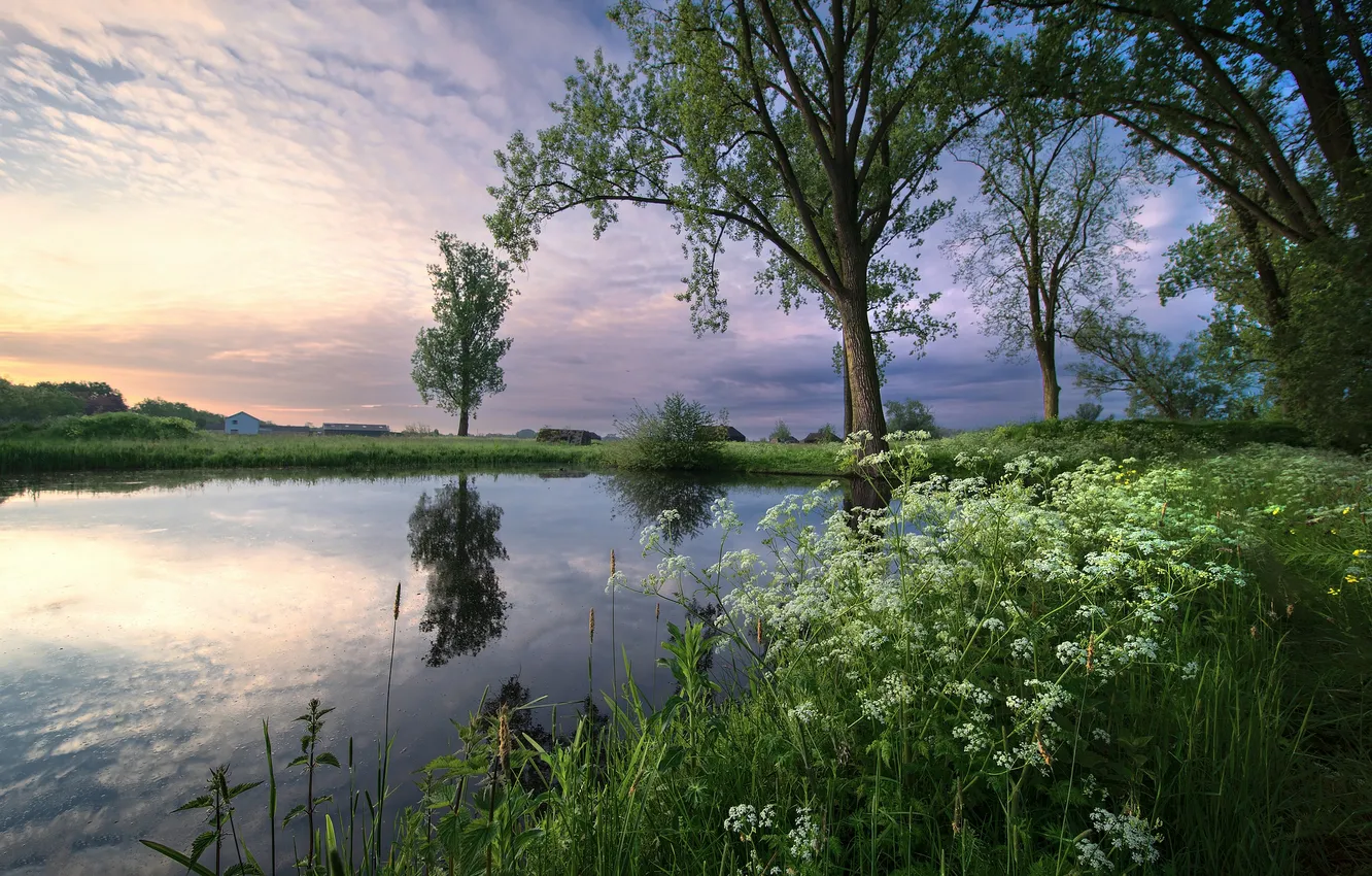 Photo wallpaper greens, summer, the sky, the sun, clouds, light, trees, flowers