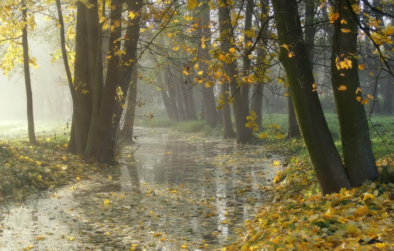 Photo wallpaper autumn, leaves, nature, fog, Park
