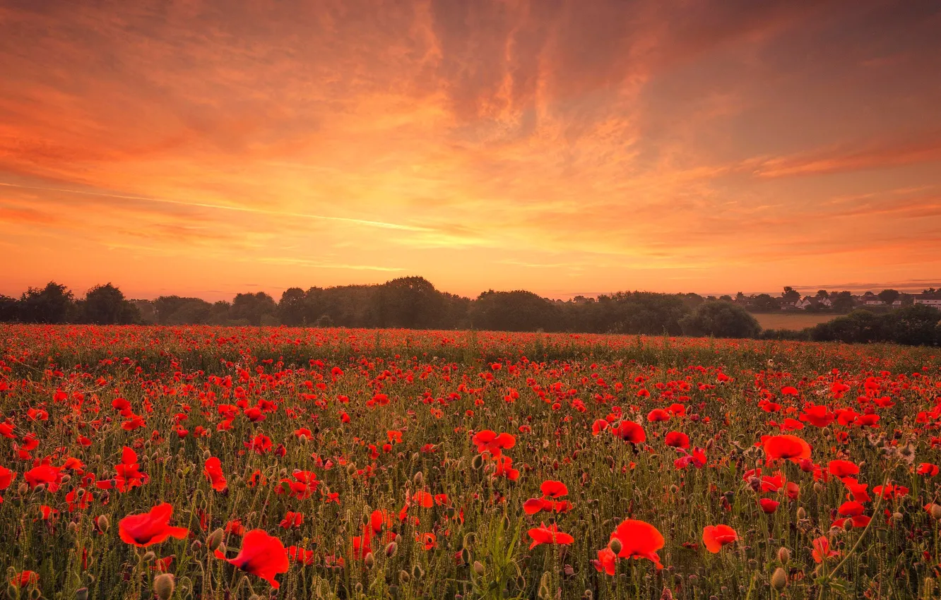 Photo wallpaper field, the sky, clouds, trees, landscape, sunset, flowers, nature