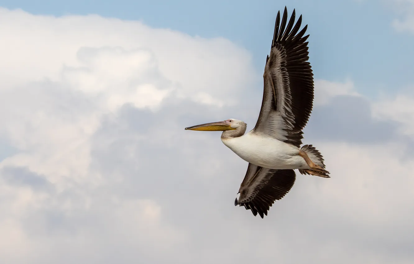 Photo wallpaper the sky, clouds, flight, bird, Flies, Pelican, wingspan