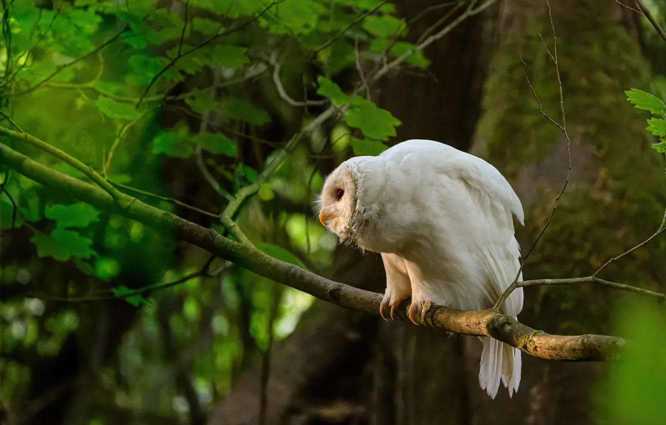 Photo wallpaper greens, white, trees, branches, pose, owl, bird, foliage
