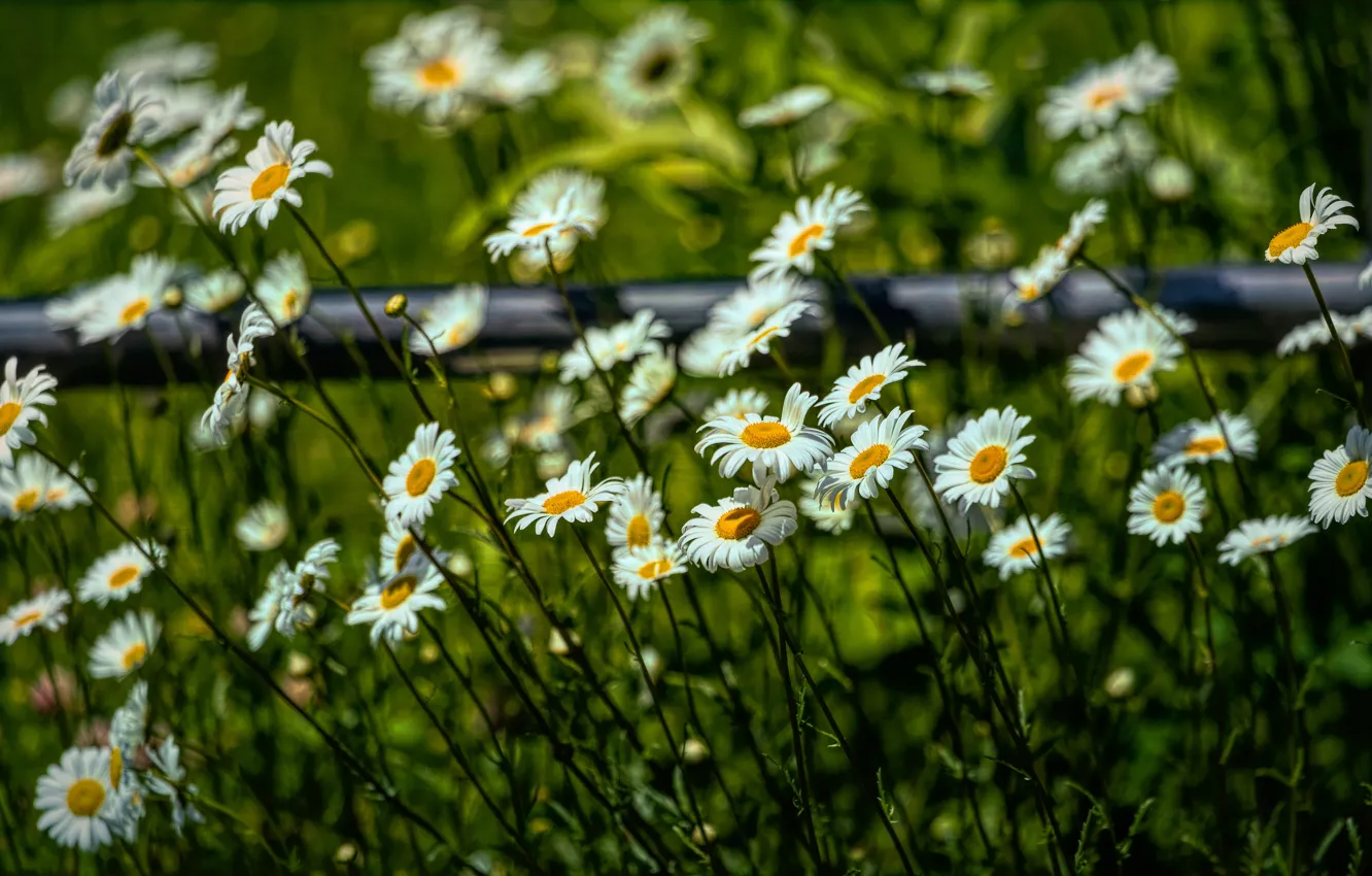 Photo wallpaper glade, the fence, chamomile, blur, bokeh