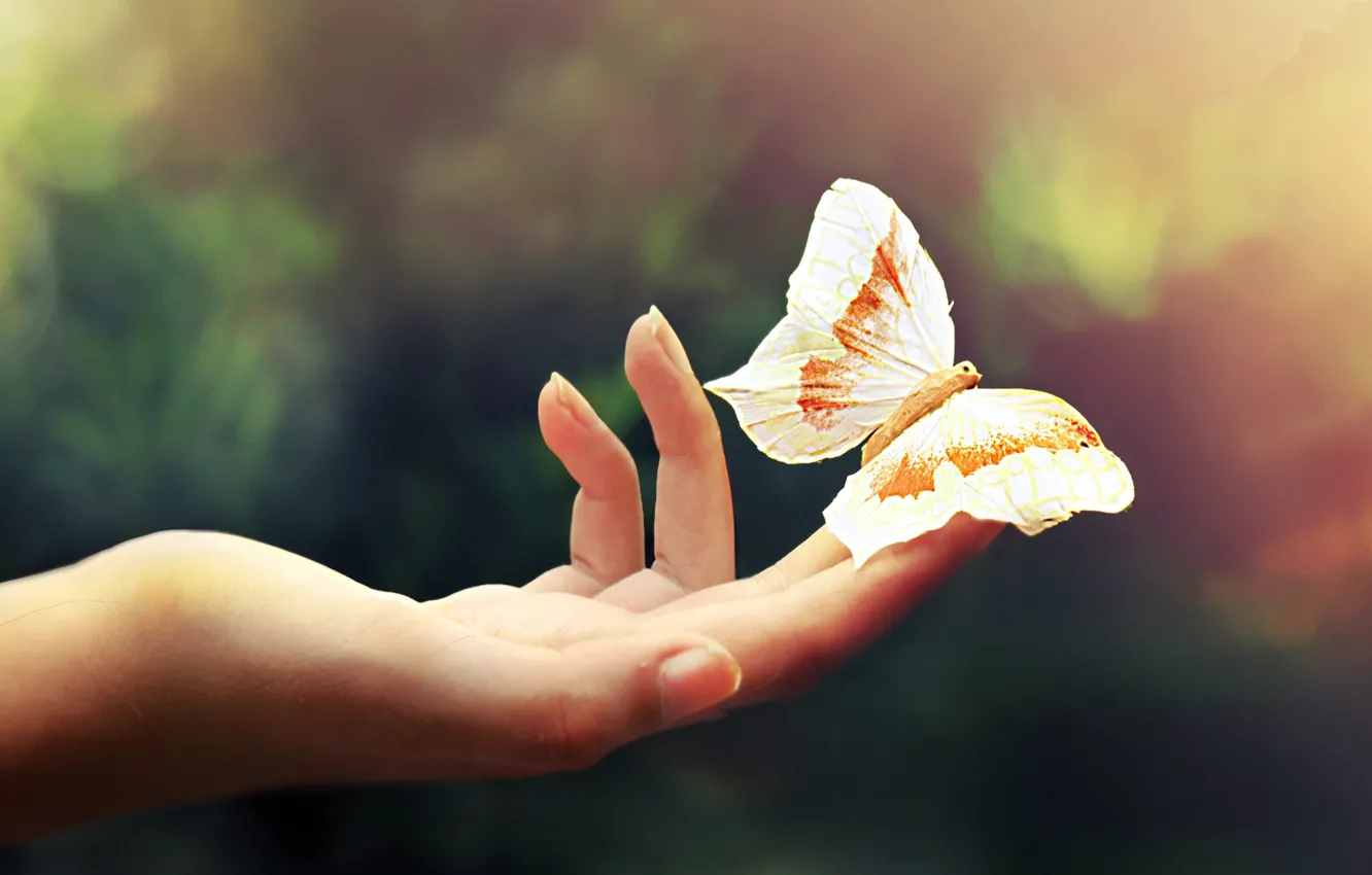 Photo wallpaper macro, light, ease, butterfly, color, hand, fingers, palm