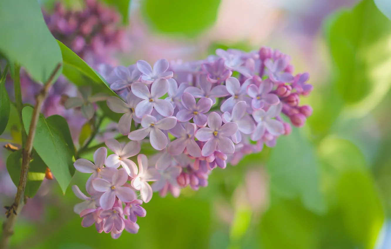 Photo wallpaper macro, branches, bunch, lilac