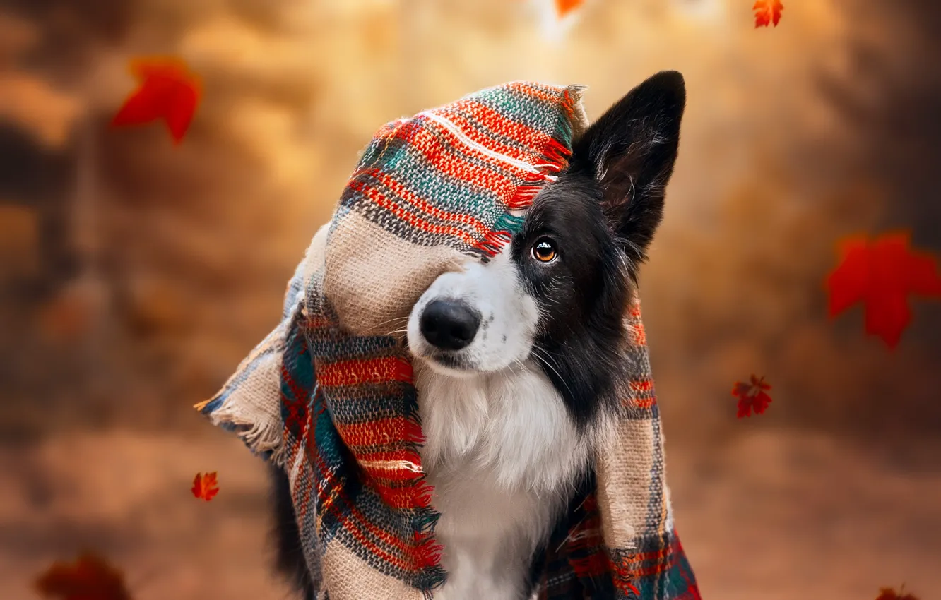 Photo wallpaper autumn, look, nature, portrait, dog, scarf, plaid, face