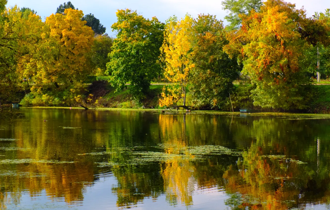 Wallpaper green, nature, yellow, autumn images for desktop, section