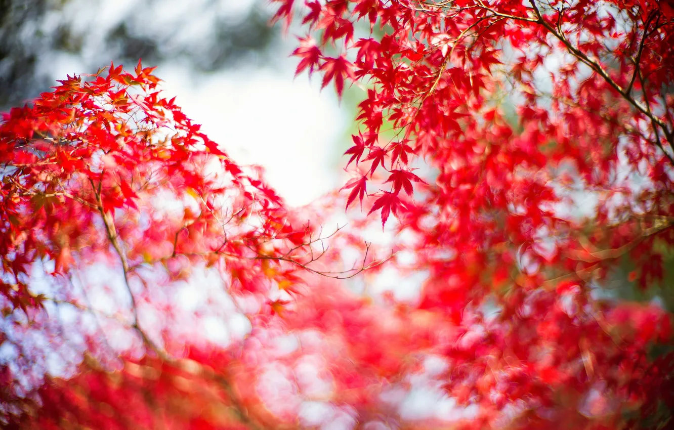 Photo wallpaper autumn, leaves, trees, branches, Japanese maple