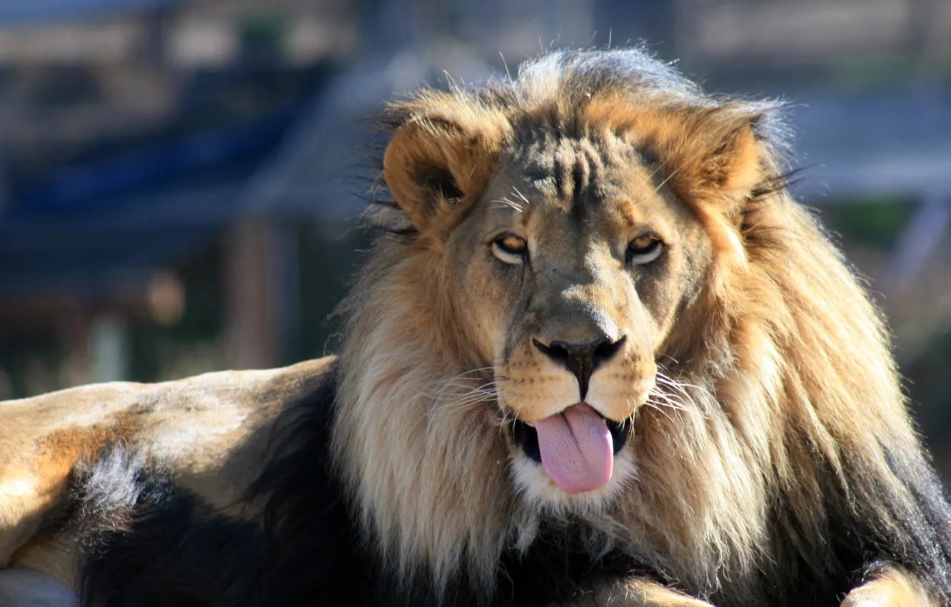 Photo wallpaper language, cat, face, Leo, mane