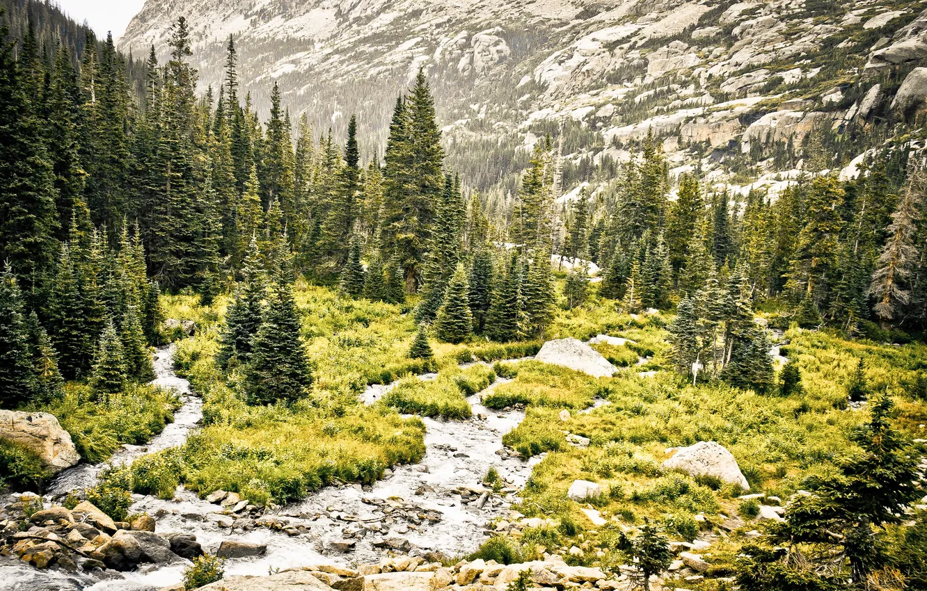 Photo wallpaper forest, grass, trees, landscape, mountains, nature, river, stones