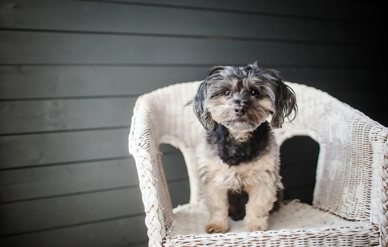 Photo wallpaper look, each, dog