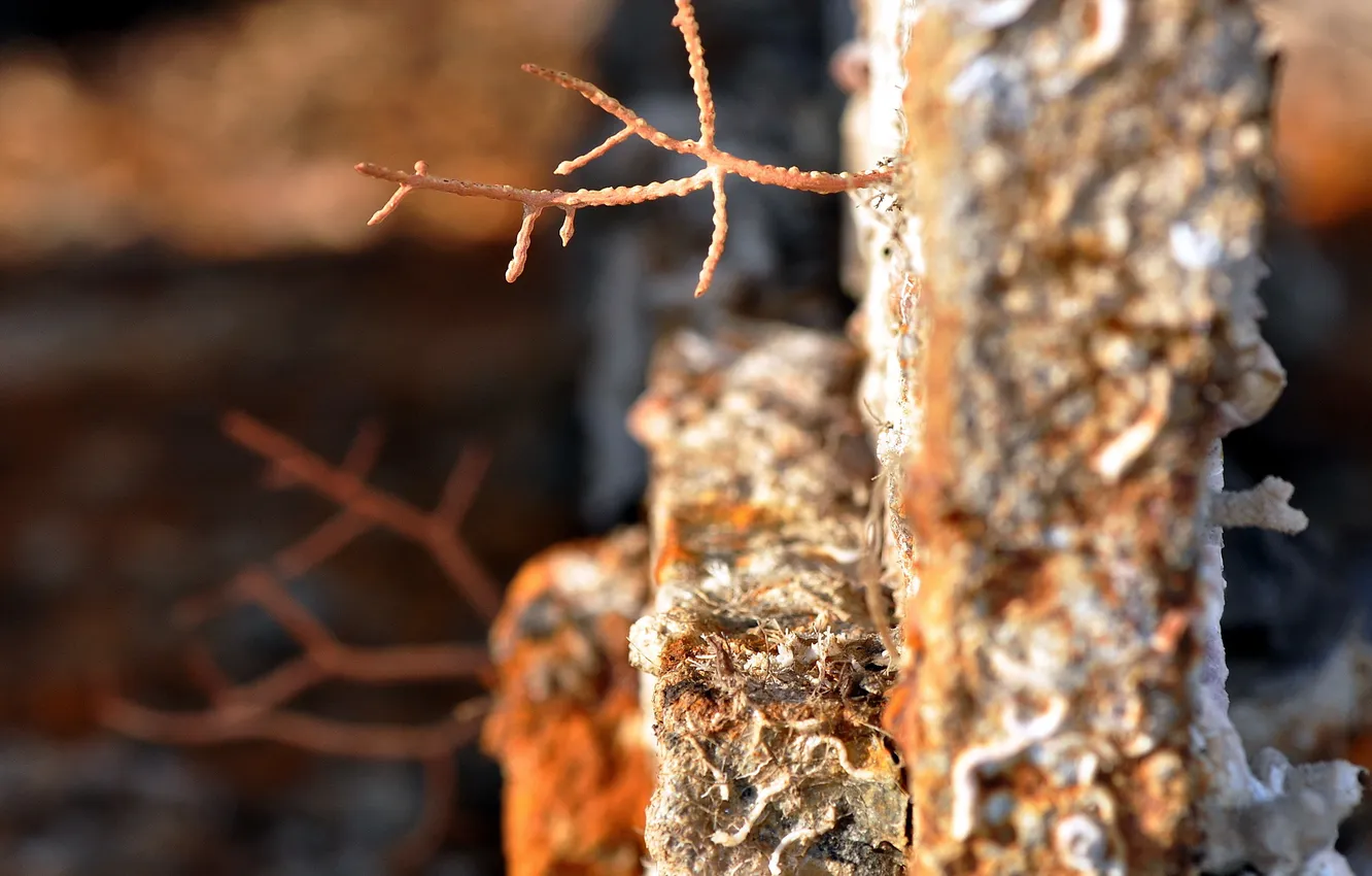 Photo wallpaper macro, the fence, rosteniya