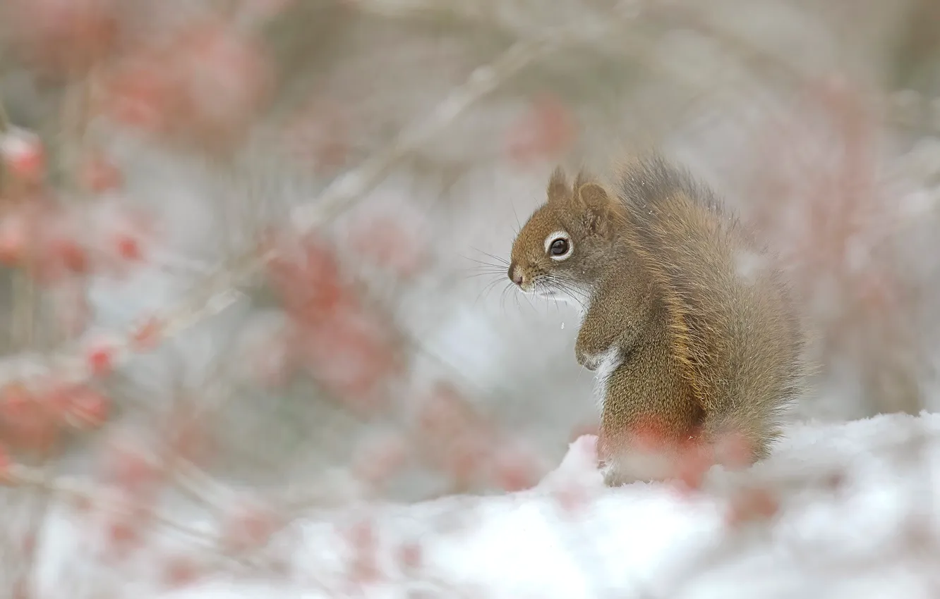Photo wallpaper winter, snow, protein, squirrel, bokeh, squirrel