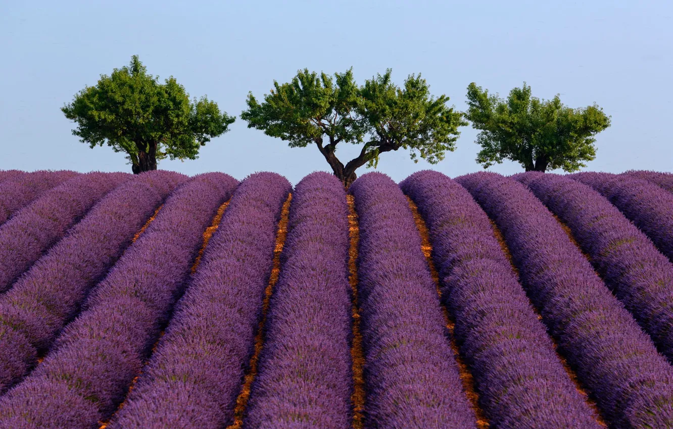 Photo wallpaper summer, the sky, trees, France, lavender, Provence