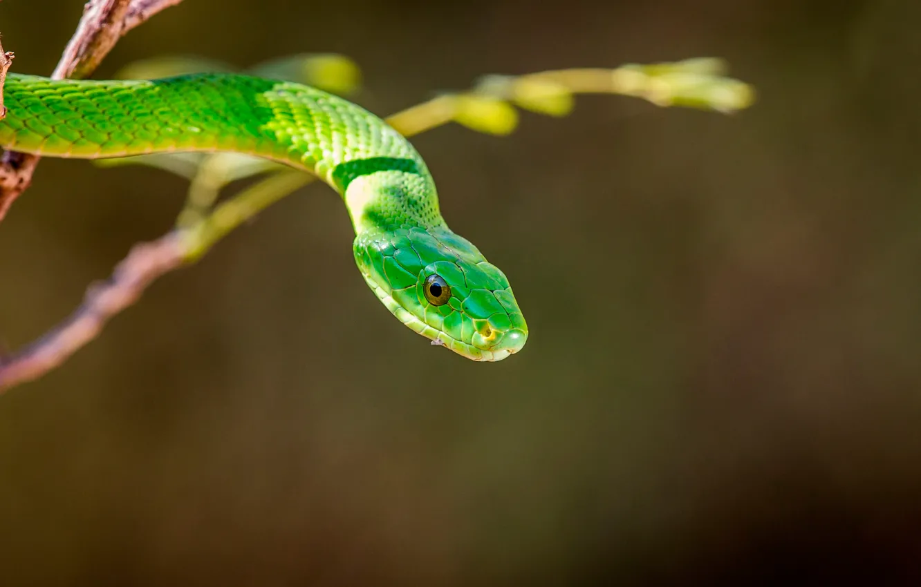 Photo wallpaper snake, green, Green mamba, Mamba