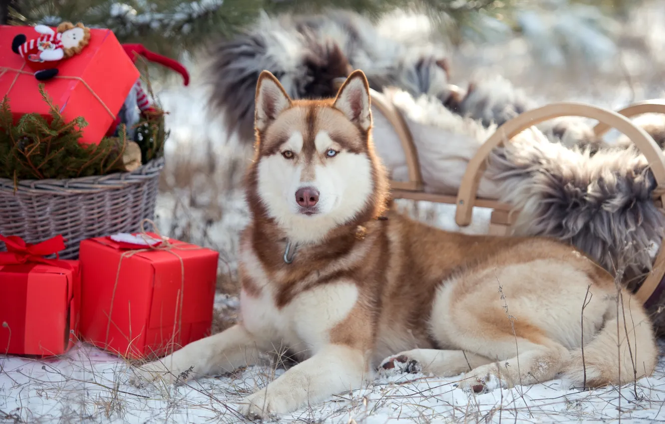 Photo wallpaper winter, eyes, snow, spruce, gifts, sleigh, husky
